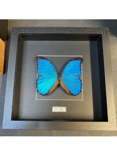 Entomological frame - Morpho Didius butterfly