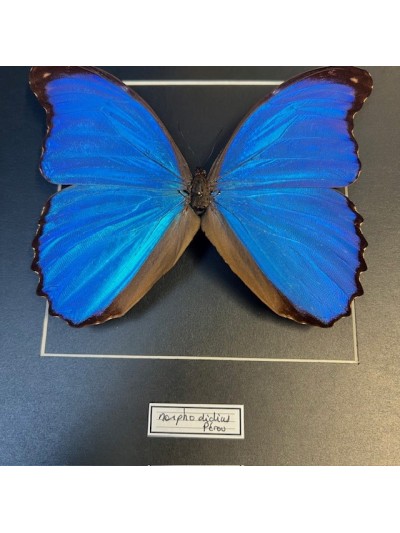 Entomological frame - Morpho Didius butterfly