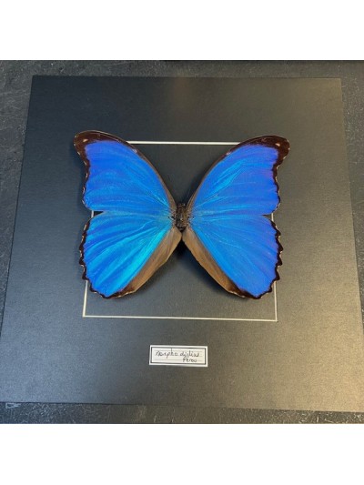 Entomological frame - Morpho Didius butterfly