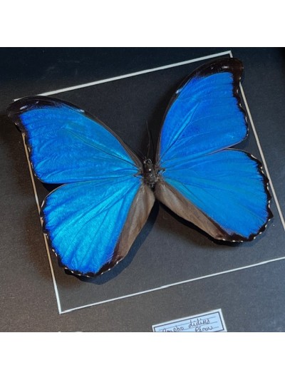 Entomological frame - Morpho Didius butterfly