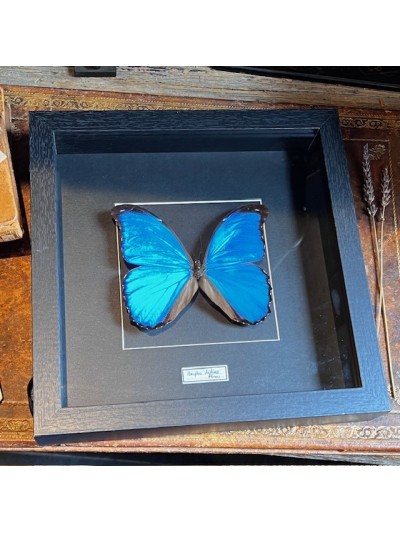 Papillon Morpho Didius -...