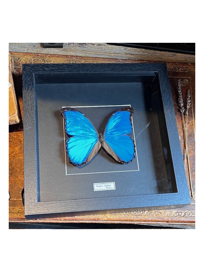 Entomological frame - Morpho Didius butterfly
