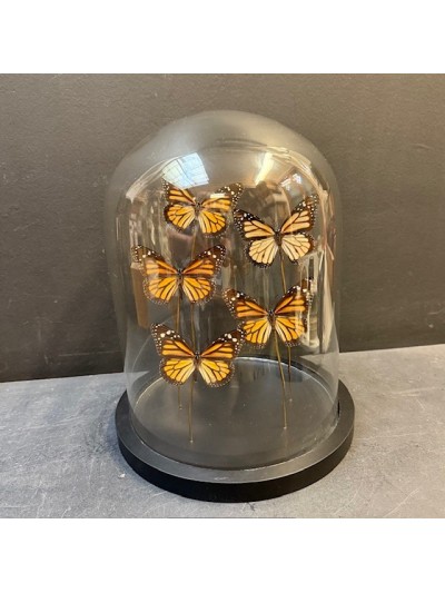 Envolée de papillons...