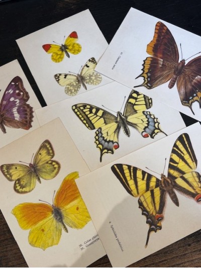 Papillon - Planche...