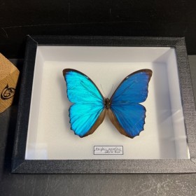 Papillon Morpho menelaus...