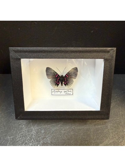 Papillon Lyropteryx...