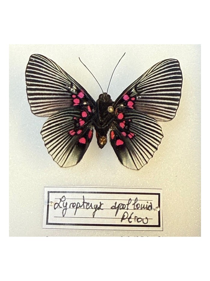Boite entomologique - Papillon Lyropteryx apollonia