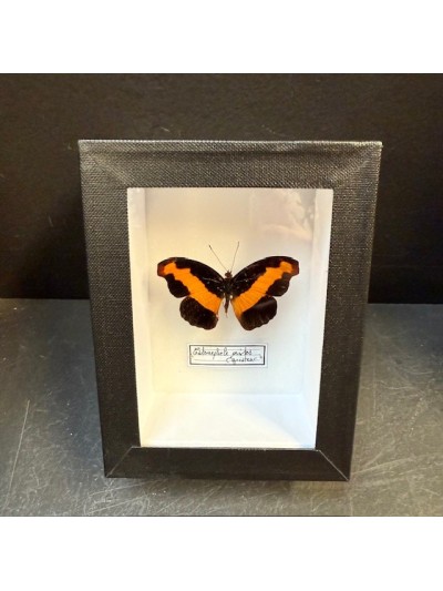 Papillon Catonephele orites...