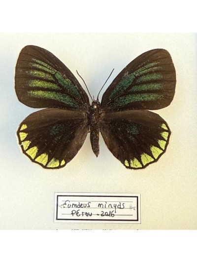 Papillon Eumaeus minyas -...