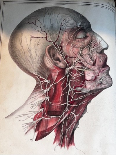 Manuel d'Anatomie...