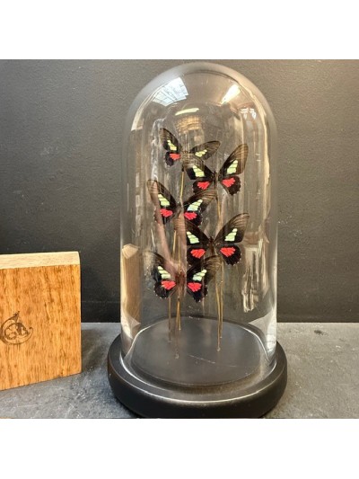 Envolée de 5 papillons...
