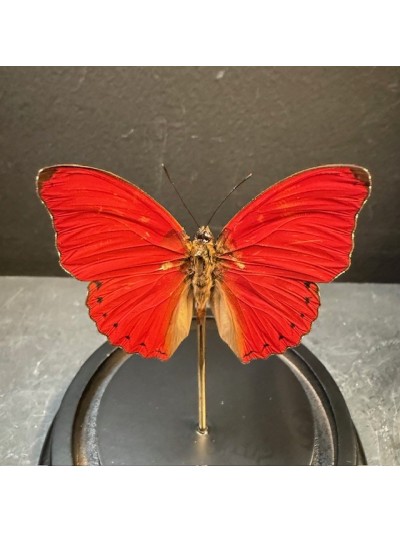 Cimothoe sangaris red butterfly under glass bell