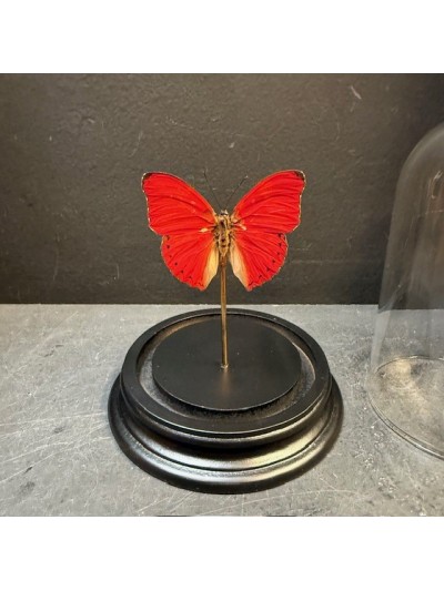Cimothoe sangaris red butterfly under glass bell