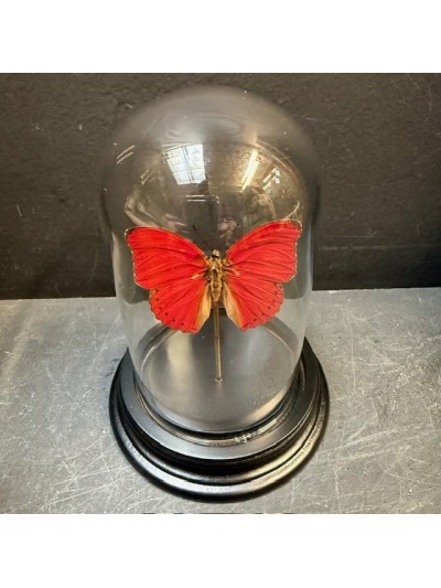 Papillon rouge Cimothoe sangaris sous cloche