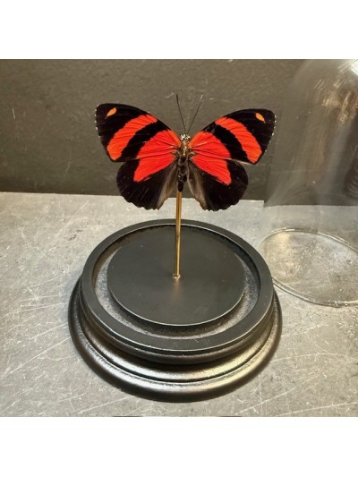 Papillon Callicore cynosura...