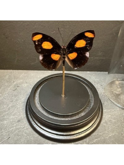 Papillon Catonephele...