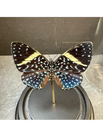 Papillon Hamadryas laodamia...