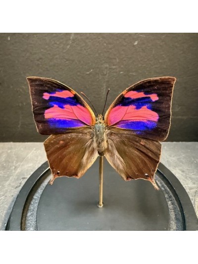 Papillon Anaea nessus /...