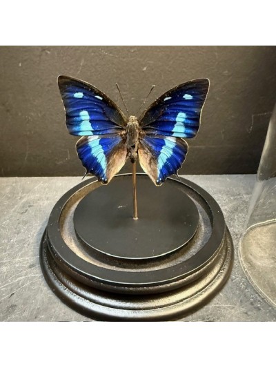 Papillon Polygrapha cyanea...