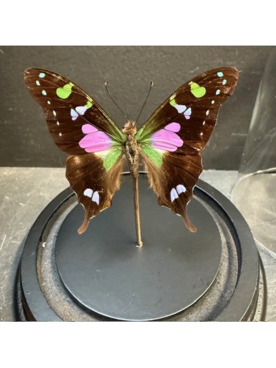 Papillon Graphium weiskei...