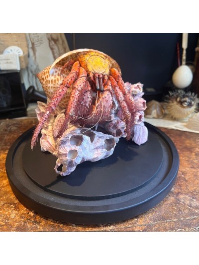 Hermit crab in it's shell...