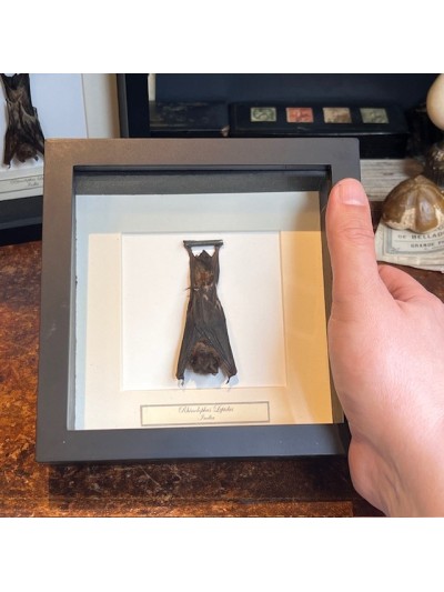 PETITE Chauve-souris...