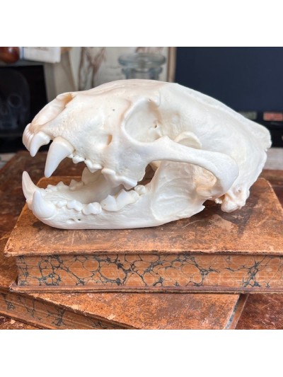 Wolverine skull - Gulo gulo