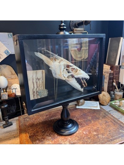 Barracuda in it's glass reliquary box - Sphyraena barracuda