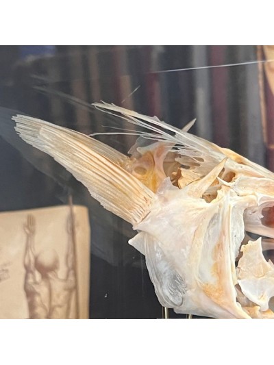 Barracuda de Martinique dans sa boîte reliquaire vitrée