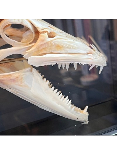 Barracuda in it's glass reliquary box - Sphyraena barracuda