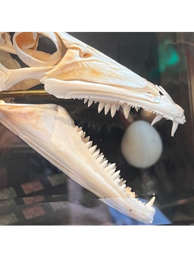 Barracuda in it's glass reliquary box - Sphyraena barracuda