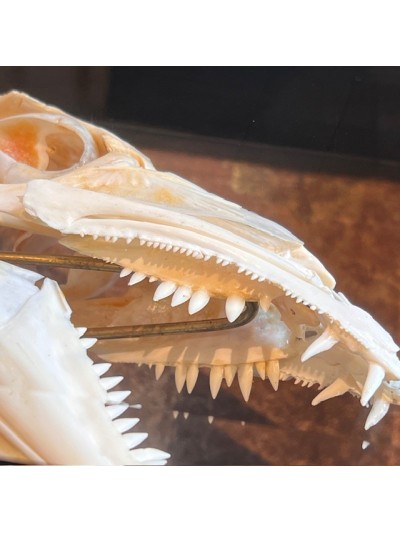Barracuda de Martinique dans sa boîte reliquaire vitrée