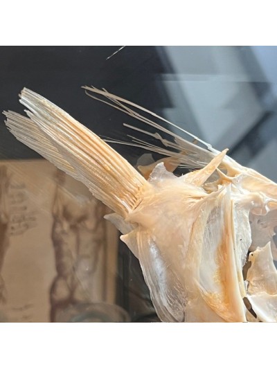 Barracuda in it's glass reliquary box - Sphyraena barracuda