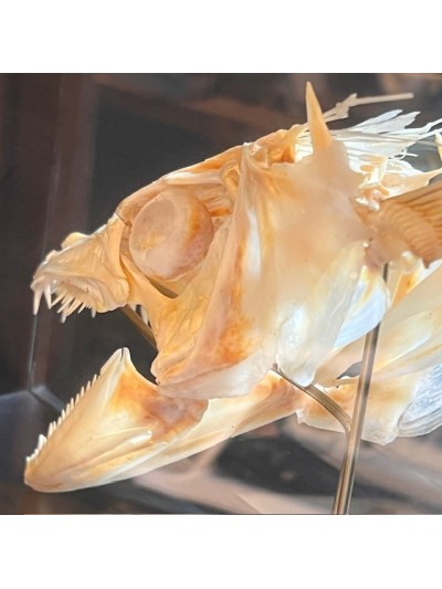 Barracuda in it's glass reliquary box - Sphyraena barracuda