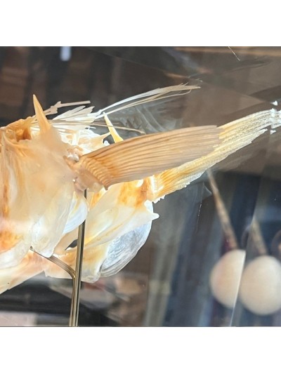Barracuda de Martinique dans sa boîte reliquaire vitrée