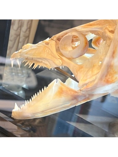 Barracuda in it's glass reliquary box - Sphyraena barracuda