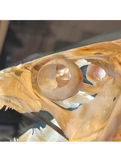 Barracuda in it's glass reliquary box - Sphyraena barracuda