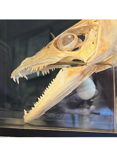 Barracuda de Martinique dans sa boîte reliquaire vitrée