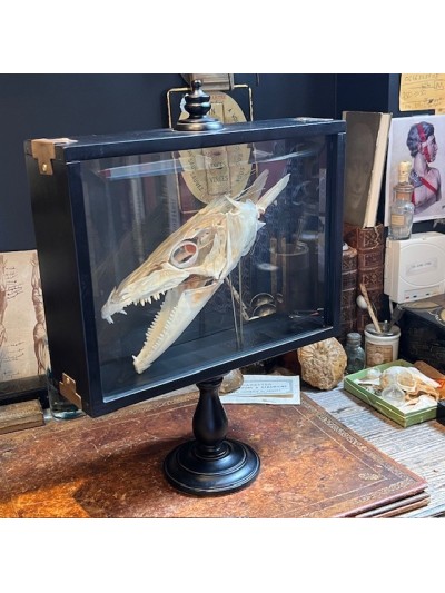 Barracuda in it's glass reliquary box - Sphyraena barracuda