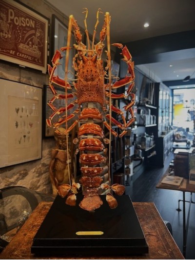 Royal spiny lobster -...