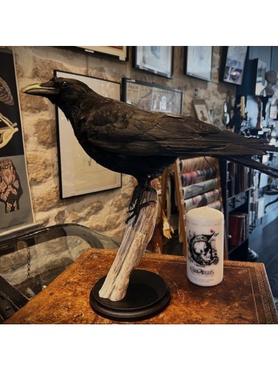 Crow on branch - Corvus...