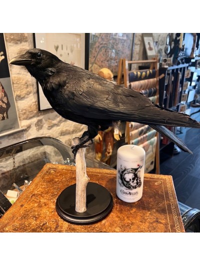 Crow on branch - Corvus...