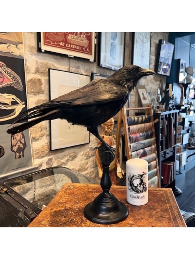 Crow on pedestal - Corvus...