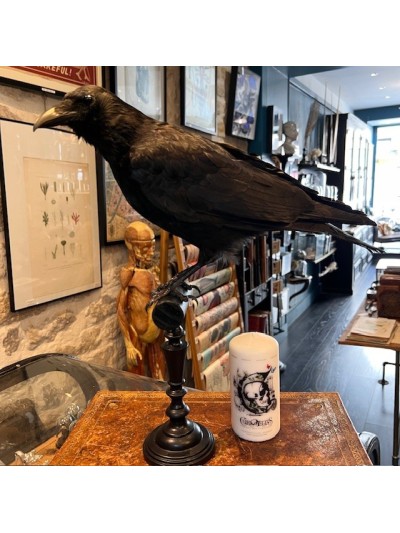 Crow on pedestal - Corvus...