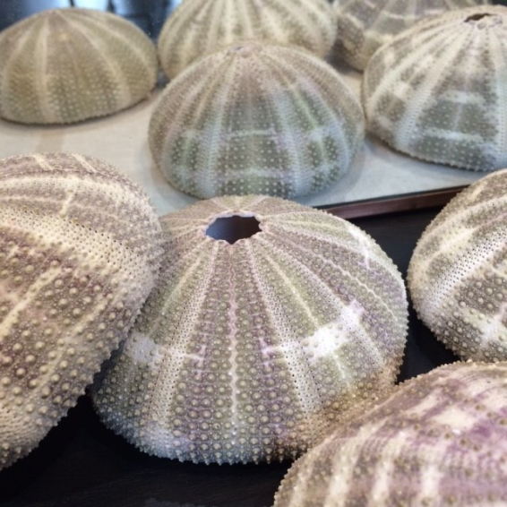 Large Test of purple green sea urchin: Toxopneustes pileolus