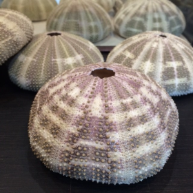 Large Test of purple green sea urchin: Toxopneustes pileolus
