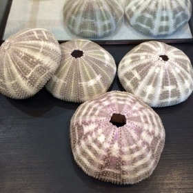Large Test of purple green sea urchin: Toxopneustes pileolus