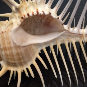 Venus Comb: Mures Pecten shell