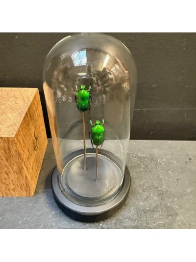 Scarab under a globe -...
