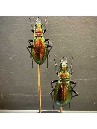 Carabus hispanus - Carabe...